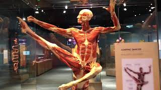 Amazing Body Works Exhibit at Tech Museum in San Jose [upl. by Winn]