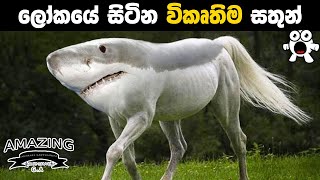 ලොව සිටින විකෘති සතුන් Most Shocking Animal MutationsAbirahas Gaweshanaya [upl. by Perseus]