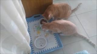 Trying new Wysong Epigen 90 cat food [upl. by Ashely]