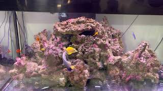 500 Gallon Fish Tanks amp Aquariums fish [upl. by Leodora540]