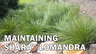 Maintaining Shara™ Lomandra [upl. by Oelc45]