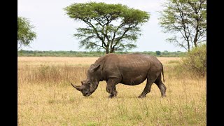 Wild Wonders of Ngorongoro A Tanzanian Top National Park Top Africa Safari Destination [upl. by Maybelle]