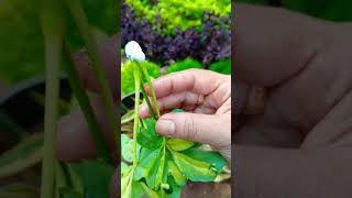 Schefflera plant stem propagation easy root growth [upl. by Netsuj]