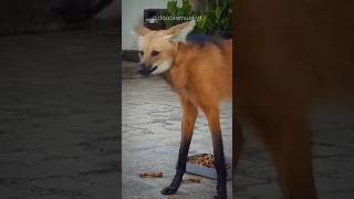 Maned Wolf  The Unique Looking Animal shorts [upl. by Nahama]