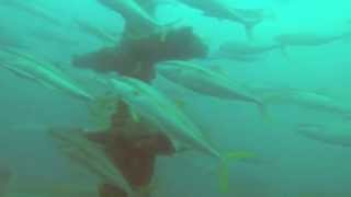 Yellowtail kingfish spiral around offshore recreational fishing reef [upl. by Chaffin]