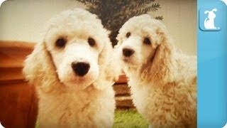 Poodle Puppies  Puppy Love [upl. by Adnolat]