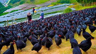 How Chinese Raising Millions of Black Chicken For Eggs and Meat  Black Chicken Farming Technique [upl. by Benioff]