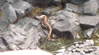 Big Island Hawaii  Eel hunting a crab [upl. by Yhtir]