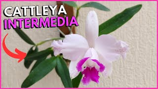 FLORAÇÃO E CULTIVO DA CATTLEYA INTERMEDIA E TOUR PELAS CATTLEYA COM ESPATAS PARA FLORIR 🥰 [upl. by Maud51]