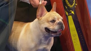 French bulldog at 2022 National Dog Show [upl. by Gupta]