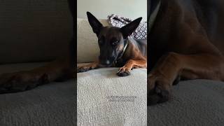 Do you brush your dog teeth  🦷 germanshepherd staffy americanstaffordshire malinois dog [upl. by Rowe]