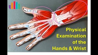 Rheumatology HAND amp WRIST Physical Examination FULL [upl. by Nnylylloh]