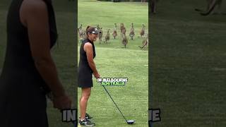 Kangaroo Takeover A Unique Challenge for Australias Golf Courses [upl. by Adrianne803]