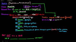 Insulin Signaling Cascade  Receptor Tyrosine Kinase [upl. by Maite]