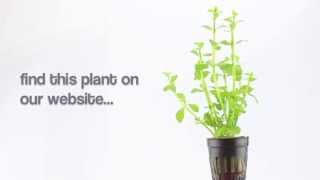 Aquarium Plant Bacopa crenata  a midground stem plant thats easy to grow [upl. by Mahan]