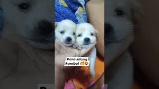 Twins barakofamily doglover pets barako puppy [upl. by Oznecniv]