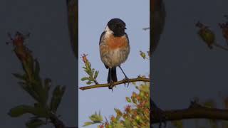 Stonechat Calling shorts [upl. by Yelnek]