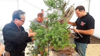 Bonsai  Kunio Kobayashi  pokaz formowania  400letni jałowiec pospolity [upl. by Benedikta]