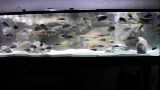 Marineland LED lighting quotBefore and afterquot 240 gallon African Cichlid Overhaul pres by KGTropicals [upl. by Triny]