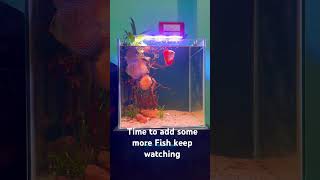 Discus Aqurim Final look fish aquarim aquariumfish like share subscribe ￼ [upl. by Toulon651]