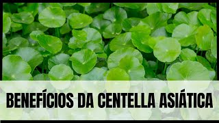 Benefícios da Centella asiática Gotu Kola para saúde [upl. by Claybourne]