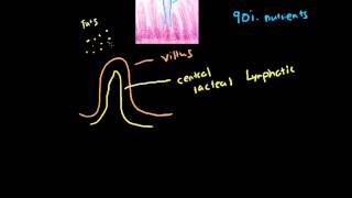 Villi and Microvilli [upl. by Wilber]