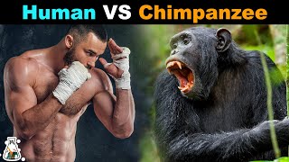 How Strong is a Chimpanzee Compared to a Human [upl. by Marks499]