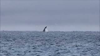 Southern right whale at Puerto Madryn Chubut Argentina [upl. by Anyek]