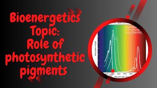 Role of Photosynthetic pigments l Bioenergetics l XI biology [upl. by Aselehc]