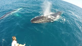 Humpback Whale Watching In Hervey Bay Australia [upl. by Kamerman]