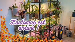 Automne 🍂  début des floraisons de mes orchidées 🌸  Update collection Oct 2024 [upl. by Omura]