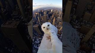 Owl Takes Selfie in New York [upl. by Ailehc]