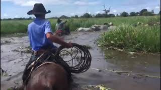 Boiada no Pantanal mato grosso 🐂 [upl. by Lucila]