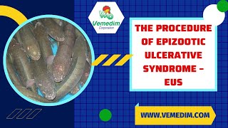 THE PROCEDURE OF EPIZOOTIC ULCERATIVE SYNDROME IN SNAKEHEAD– EUS [upl. by Ames]