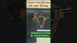 Cartilaginous Fishes🎯 short trick shorts animalkingdomclass11 neet education [upl. by Nnyltiac578]