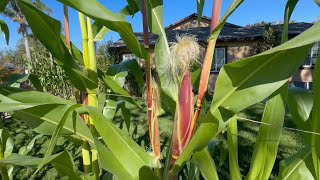 Grow Your Own Food Growing corn in East Palo Alto 1142024 [upl. by Sucam]