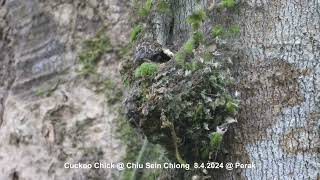 Greyheaded Canary Flycatcher amp Cuckoo Chick  Chiu S C DSCN6185 [upl. by Notlad424]