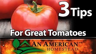 3 Fantastic Tips For Growing Great Tomatoes [upl. by Chrissie]