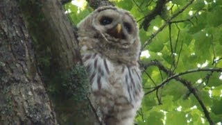 Juvenile Barred Owl Call Video [upl. by Sisco]