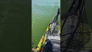 Hobie Pro Angler 14 360 powered by Torqeedo 1103ac electric motor [upl. by Eet]