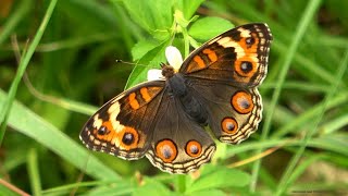 アオタテハモドキ♀（タテハチョウ科） Junonia orithya 2024年9月 沖縄本島 [upl. by Rothmuller749]