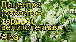 Дицентра великолепная Альба Краткий обзор описание характеристик dicentra spectabilis Alba [upl. by Sollars]