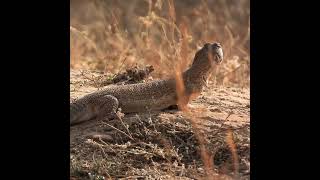 Spinytailed Lizard  मासूम साण्डा [upl. by Ahseret]