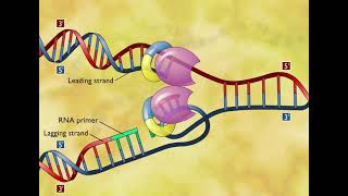 DNA Replication 3D Animation [upl. by Yrrej]