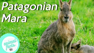 Patagonian Mara • All You Need To Know About This Rodent [upl. by Ydal]