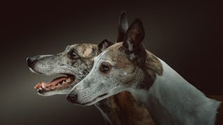 Unleashing the Scent Tracking Power of the Whippet [upl. by Dor954]