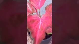 Caladium online floweringgardenvlog [upl. by Layap667]