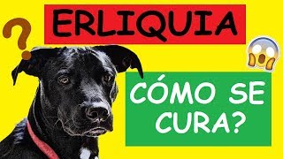 COMO CURAR LA ERLIQUIA EN LOS PERROS [upl. by Nivrad275]