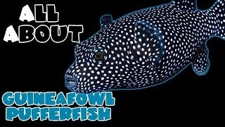 All About The Guineafowl Pufferfish [upl. by Aenat]