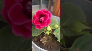 Gloxinia Plants naturephotography floweringplant trendingplants beautifulflowerplant [upl. by Hillman]